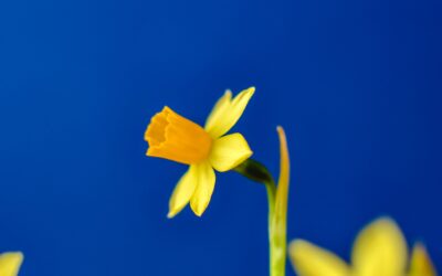 Compassion in Community Care: How the ‘Daffodil Standards’ Are Transforming Local Pharmacies